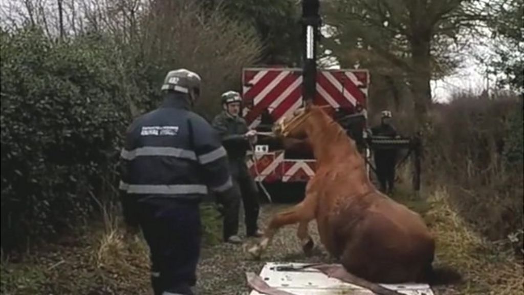 Horse Rescue by Shropshire Firefighters